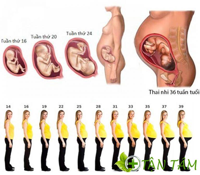Quá trình phát triển cân nặng của thai nhi chuẩn nhất theo WHO